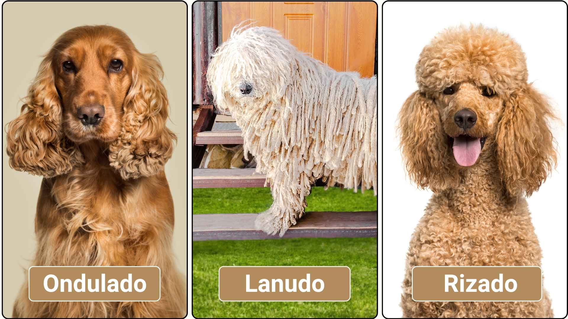 diferencias pelo lanudo, rizado y ondulado
